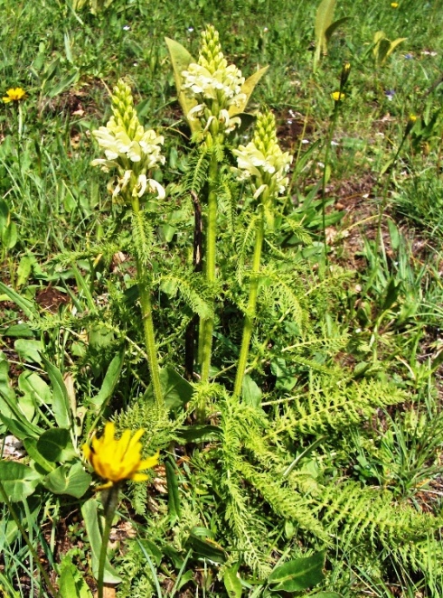 Pedicularis comosa (e P. hoermanniana)